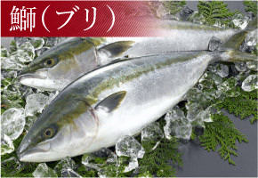 鰤