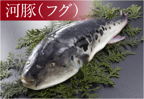 河豚