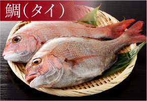 鯛